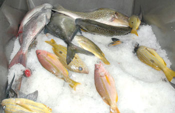 204 آلاف طن إجمالي الصيد الحرفي بالسلطنة بنهاية نوفمبر الماضي