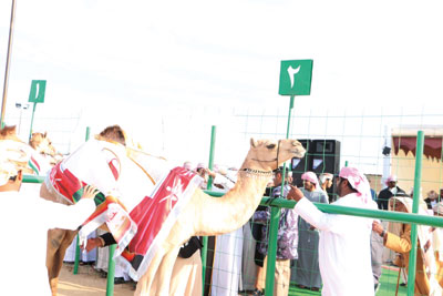 انطلاق مهرجان حمراء الدروع الثاني لمزاينة الإبل