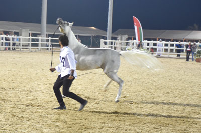 انطلاق بطولة عمان المحلية الرابعة لجمال الخيل العربي بمزرعة الرحبة ببركاء 