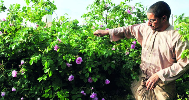 بدء موسم تقطير ماء الورد بالجبل الأخضر