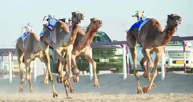 انطلاقة مثيرة لفعاليات مهرجان الأبيض السابع لسباقات الهجن بميدان الأبيض بولاية المضيبي