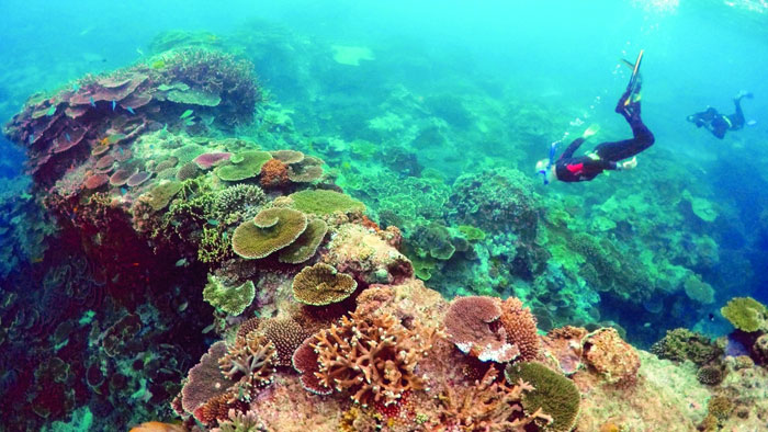 الاحتباس الحراري يقتل الشعاب المرجانية فى شمال ووسط الحيد المرجاني العظيم
