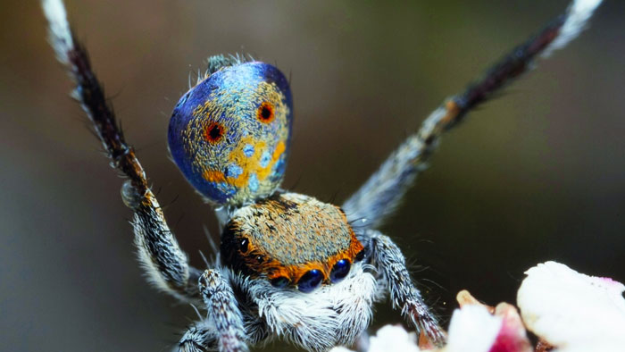 أستراليا تكتشف سبع فصائل جديدة من عنكبوت الطاووس