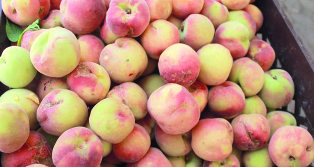  3 ريالات عمانية للكيلوجرام من خوخ الجبل الأخضر