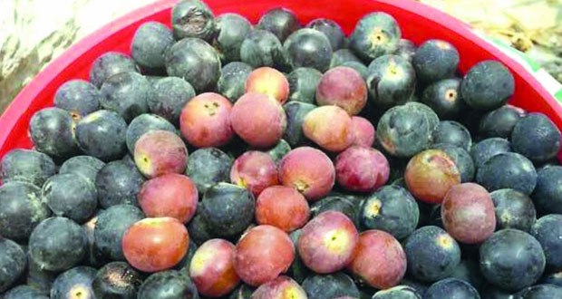 بدء موسم جني ثمار البوت بوادي السحتن