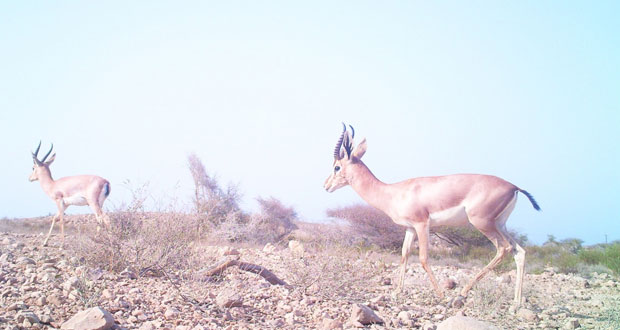 تنوع إحيائي فريد بمحمية رأس الشجر بقريات على مساحة 94 كيلو متر