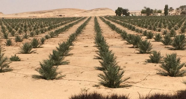 الانتهاء من إنشاء 11 مزرعة تستوعب (600) ألف نخلة لـ أربعة أصناف