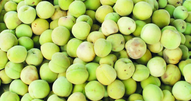 3 ريالات عمانية لكيلو الخوخ بسوق نزوى