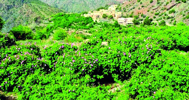 الجبل الأخضر .. مقصد طبيعي ووجهة سياحية على مدار العام