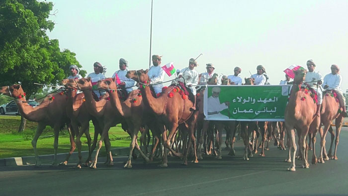 بـ(همبل البوش) و(التغرود) .. أصحاب الهجن بصحار يحتفون بالتشريف السامي