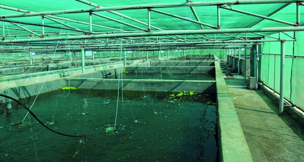  الاستزراع السمكي.. نشاط اقتصادي يوفر فرصا للاستثمار ويساهم في زيادة الانتاج السمكي