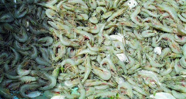 وزير الزراعة والثروة السمكية لـ&laquo;الوطن الاقتصادي&raquo;: 500 مليون ريال عماني التكلفة الإجمالية لمشـروع استزراع الروبيان بإنتاج 215 ألف طن