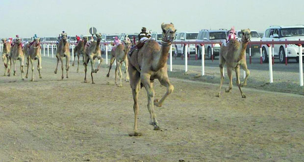 ميدان زخر بشليم وجزر الحلانيات يحتضن مهرجان  (زخر الأول لسباق الهجن الفطايم )