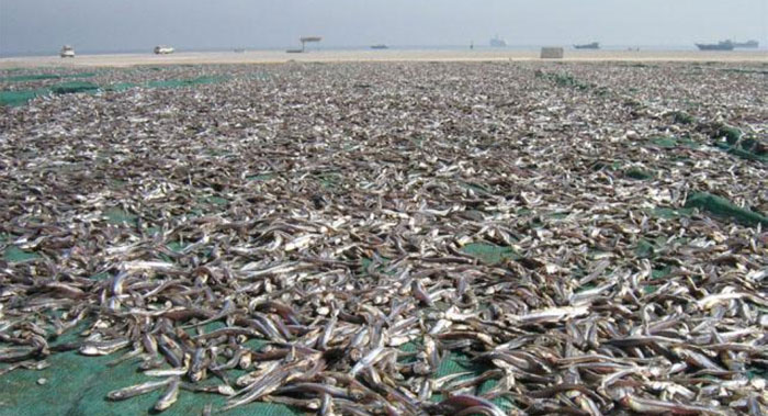 المحافظة على الصناعات الغذائية التقليدية بمشروع تطوير مصانع تجفيف وتمليح الأسماك