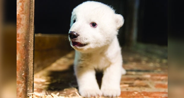 حديقة حيوان برلين تطلق على دبها القطبي الجديد اسم "فريتس"