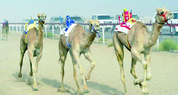 الخميس القادم انطلاق مهرجان هيماء السنوي السادس لسباق الهجن برعاية رئيس بلدية ظفار