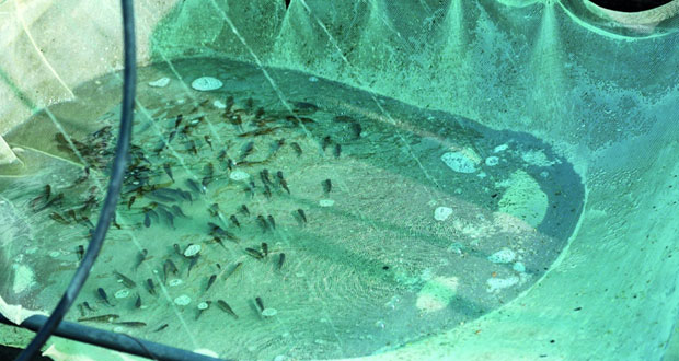  المزارع السمكية.. توظيف الموارد الطبيعية والتكنولوجيا الحديثة لزيادة الإنتاج السمكي