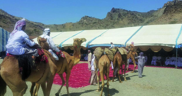  لوحة جميلة تحاكي قصة الأمس .. بدء المسير الأول للقوافل بوادي الحواسنة بالخابورة