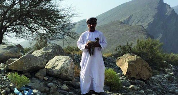 العثور على حيوان الوعل العربي بولاية الرستاق