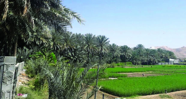 (الوهرة) بعبري .. طبيعة ساحرة تجذب الزائرين