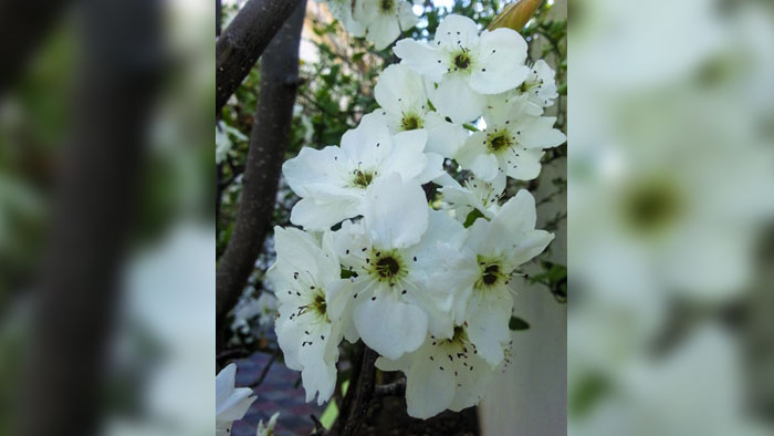 الجبل الأخضر يكتسي بألوان الزهور لأصناف عديدة من الأشجار