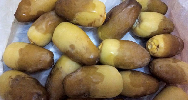 بدء تباشير نخلة النغال بالرستاق