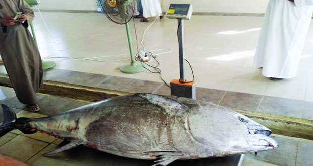 بيع أكبر سمكة جيذر لصياد بولاية صور بـ 130 ريالا وصل وزنها 237 كيلو جراما