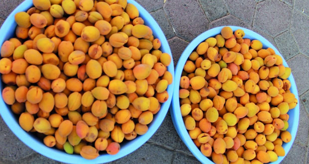 بشائر فاكهة مشمش الجبل الأخضر بسوق نزوى