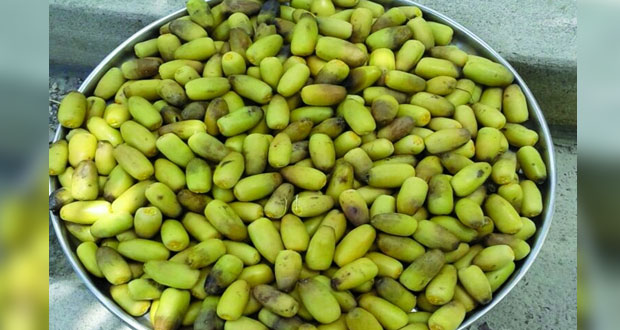  بدء تباشير رطب النغال بنخل
