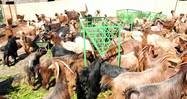 جامعة السلطان قابوس تجري دراسـة حول انتشـار مرض «البروسيلا» في الماعز بالجبل الأخضر