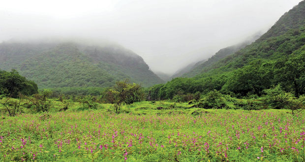 (خريف ظفار) يبدأ اليوم والانتهاء من كافة استعدادات (صلالة السياحي)