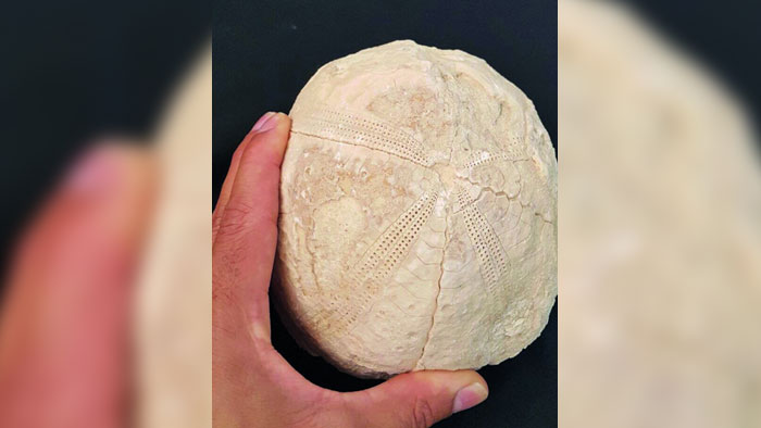 اكتشاف أثري في فلج بني ربيعة بالخابورة يعود إلى العصر الأردوفيشي