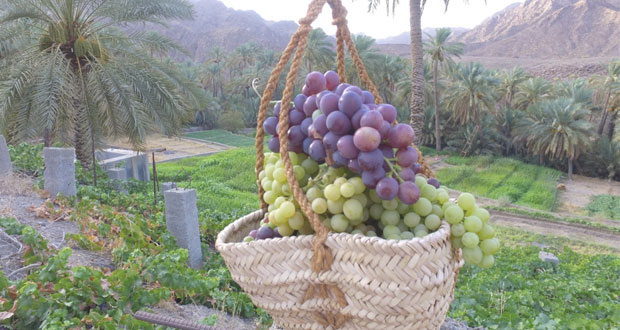 "الوقبة" بولاية ينقل .. بساتينها الخضراء تجود بخيرات وفيرة