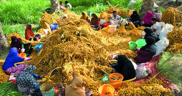 بدء موسم التبسيل في ولاية بدية