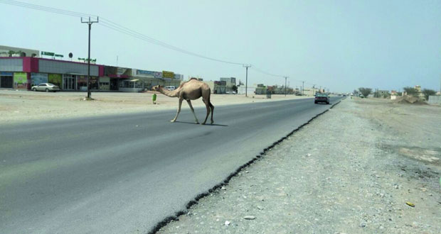 قاطنو المنطقة الصناعية بـ"البطحاء التاسعة" في السويق يطالبون بتوفير مقومات السلامة المرورية على الطريق الذي يربطها والحوقين وتوصيل المياه لمنازلهم
