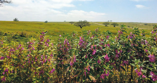 بدء موسم الربيع (الصرب) بظفار