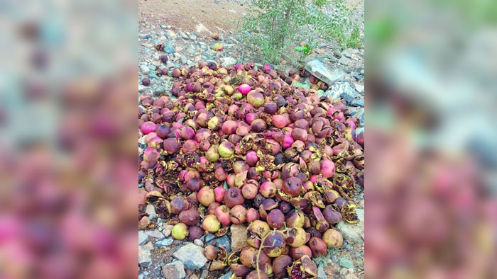 موسم رمان الجبل الأخضر يتأثر بنسبة 60 بالمائة