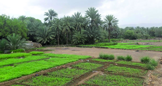قرية لبانة بعبري..واحة زراعية وطبيعة نضرة خلابة 