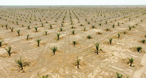  وفقا للرؤية السامية .. تطوير نظام ري إلكتروني ذكي بـ (المليون نخلة) 