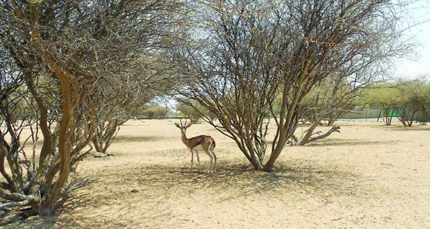 "حديقة السليل الطبيعية" بالكامل والوافي موئل للغزال العربي