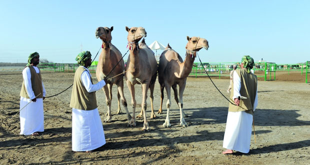  ثمانية أشواط لسن الثنايا والحول في اليوم الخامس من مزاينة الهجانة السلطانية بالفليج
