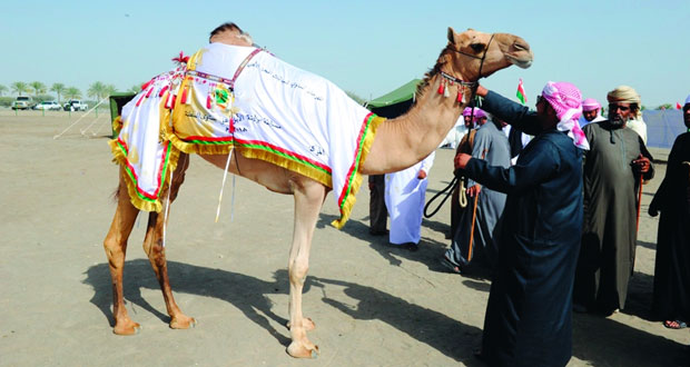 خمسة أشواط لسن اللقايا في اليوم الثالث من مزاينة الهجانة السلطانية