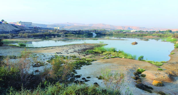 بحيرات الأنصب 293 نوعا من الطيور المحلية والمهاجرة