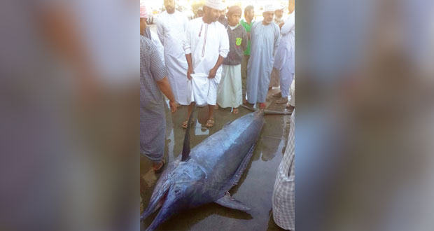 بيع سمكة عنبرة سنسول بـ (420) ريالا بسوق الرستاق