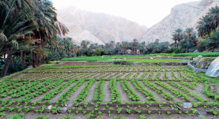 (خضراء) الرستاق تشتهر بالخصوبة وتحاط بالجبال