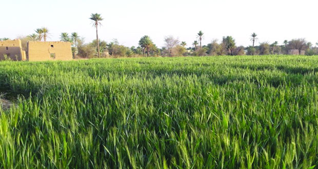 قرى عبري تتزين بالقمح والشعير