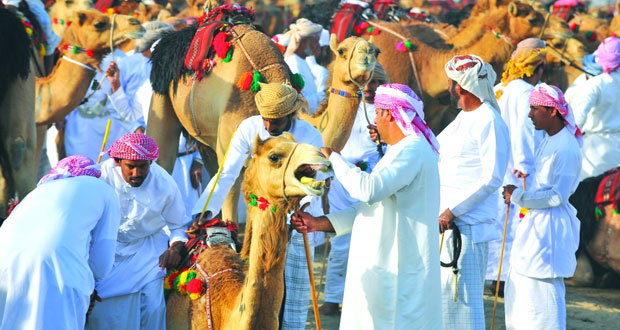 اليوم .. ختام سباق ركض العرضة الذي ينظمه الاتحاد العماني لسباقات الهجن بسيح الرحمات بالسويق