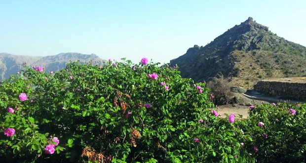 الجبل الأخضر يبدأ موسم إنتاج ماء الورد