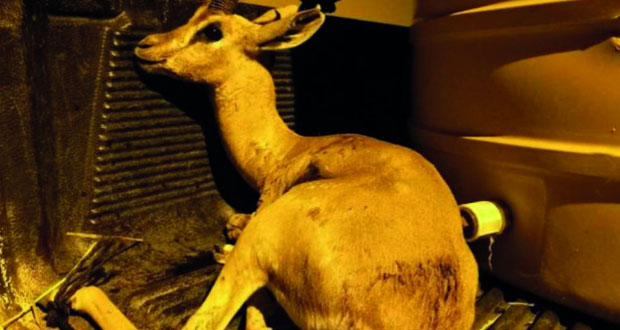 الحكم ستة أشهر والغرامة ألف ريال ومصادرة المركبة والأسلحة المستخدمة على المتهمين في قضية صيد حيوان الغزال العربي بمحمية رأس الشجر الطبيعية