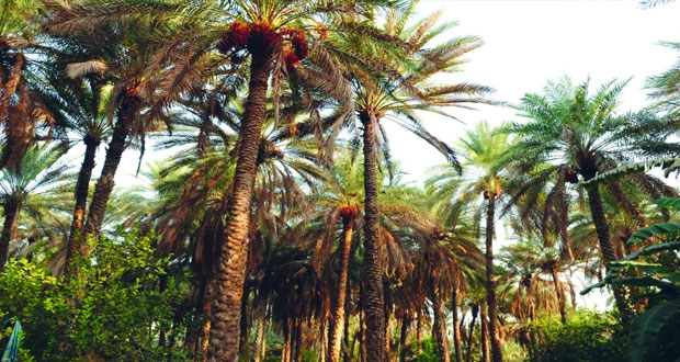 الصناعات الغذائية رافد كبير لتأمين الأمن الغذائي وتعزيز التنويع الاقتصادي في السلطنة